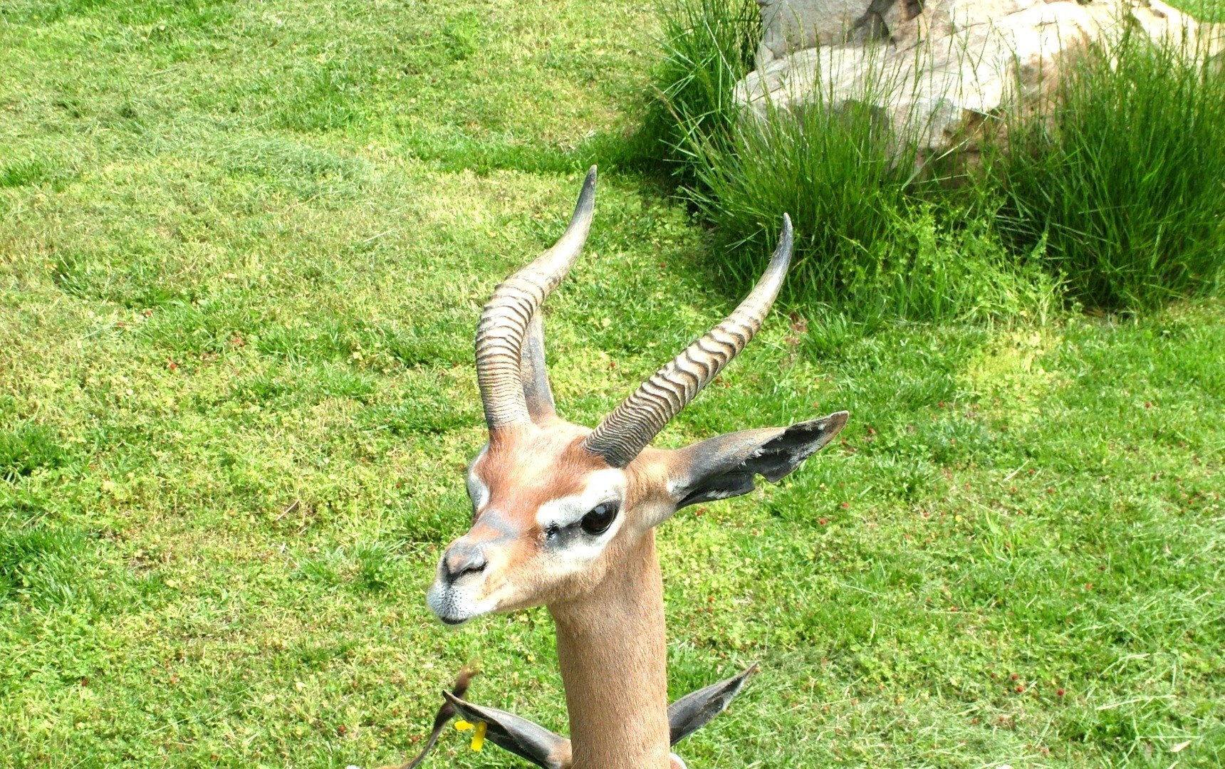 antelope in a grassy field