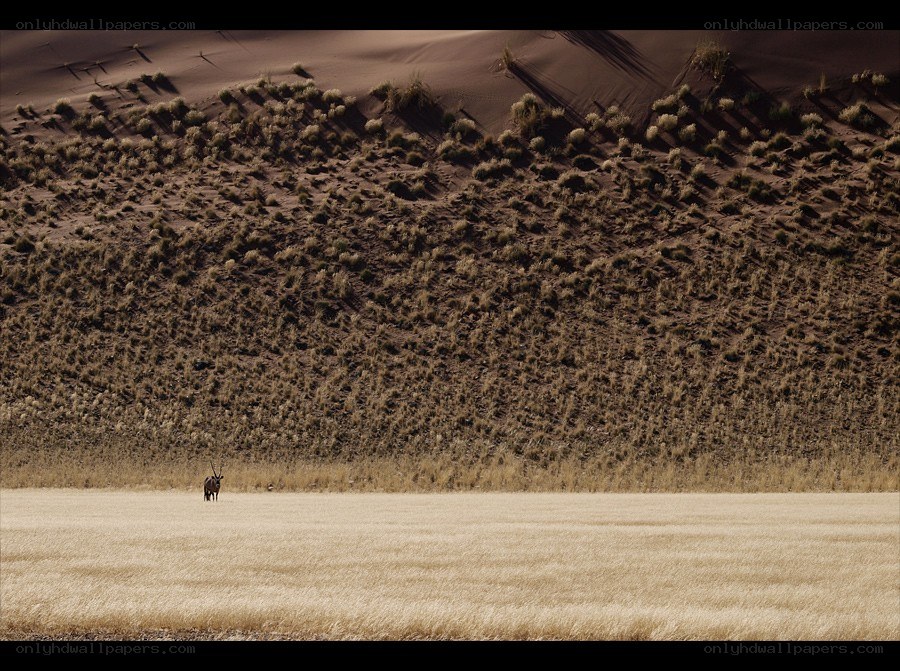 Antelope in desert landscape