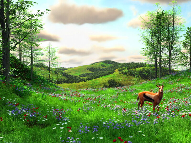 Antelope in Field