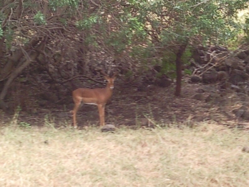 Antelope in Forest