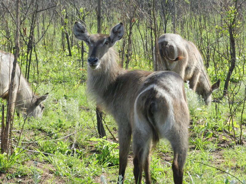 Antelope in Grass — Green
