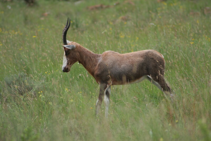 Antelope in Grass