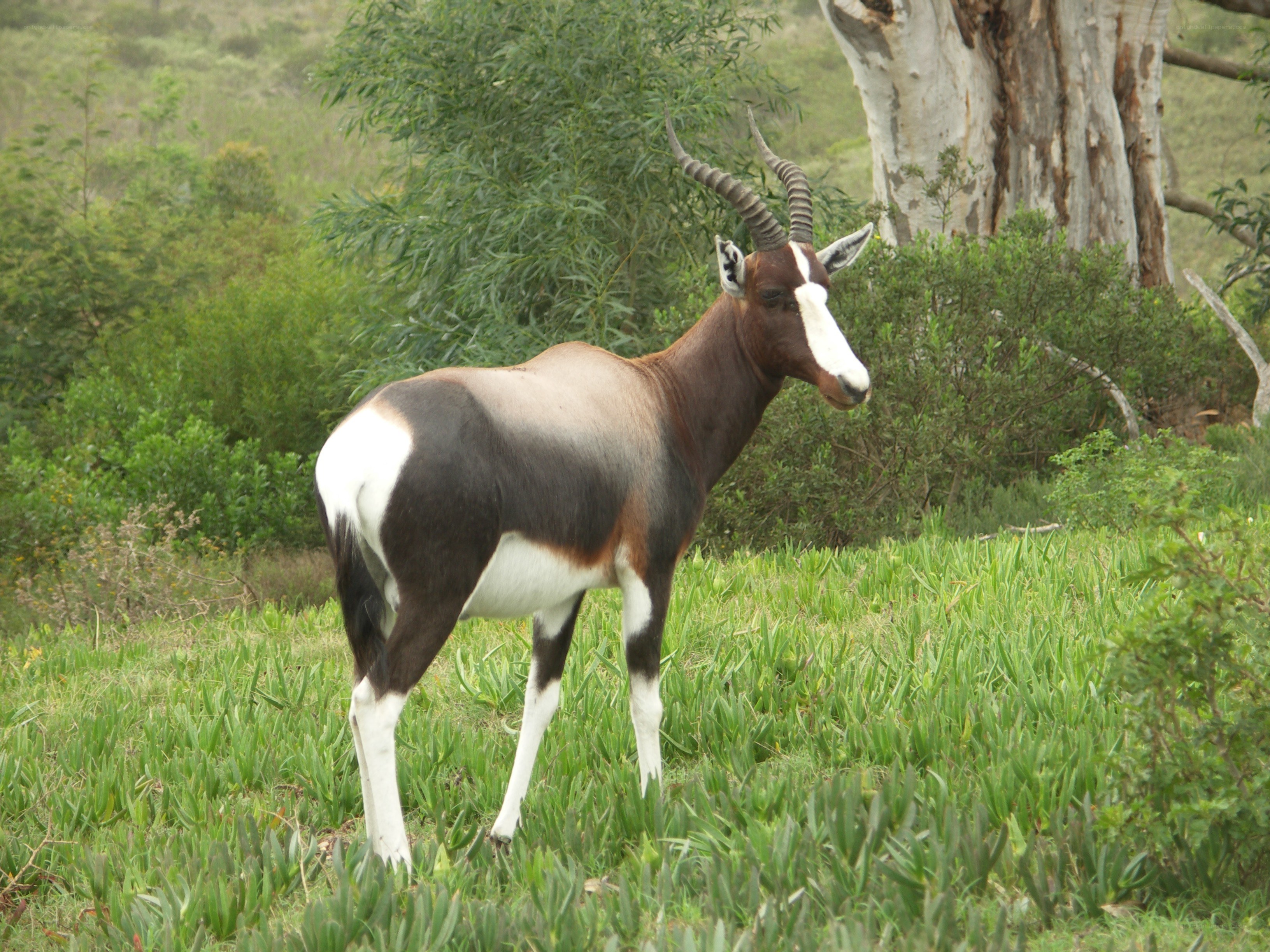 antelope in grassy field