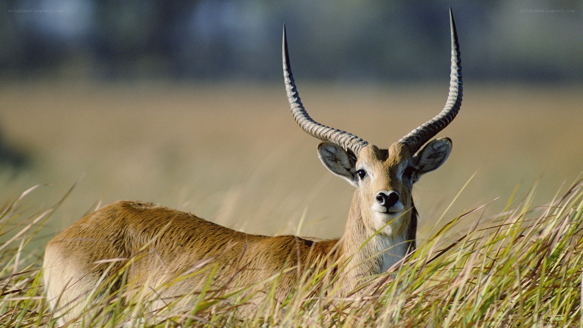 antelope in tall grass