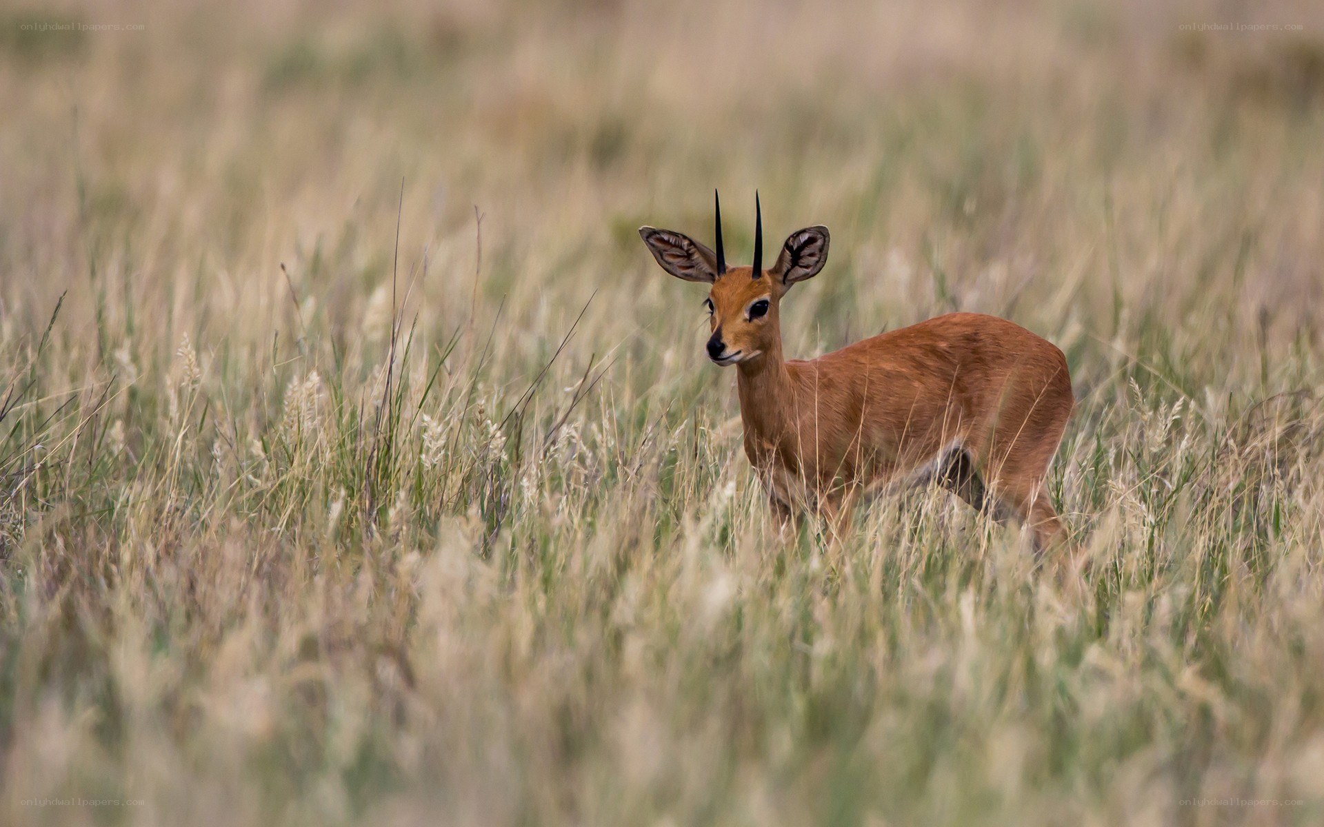 antelope in tall grass