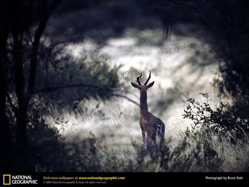 antelope in the wild