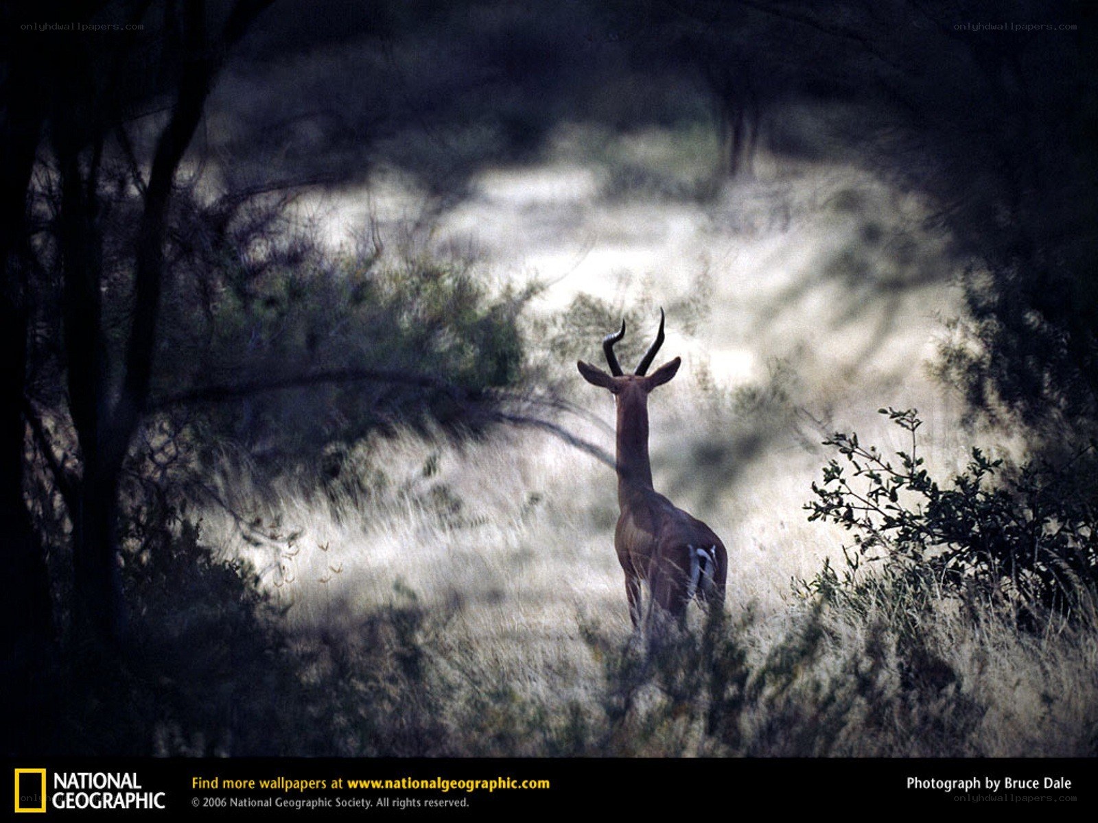 antelope in the wild