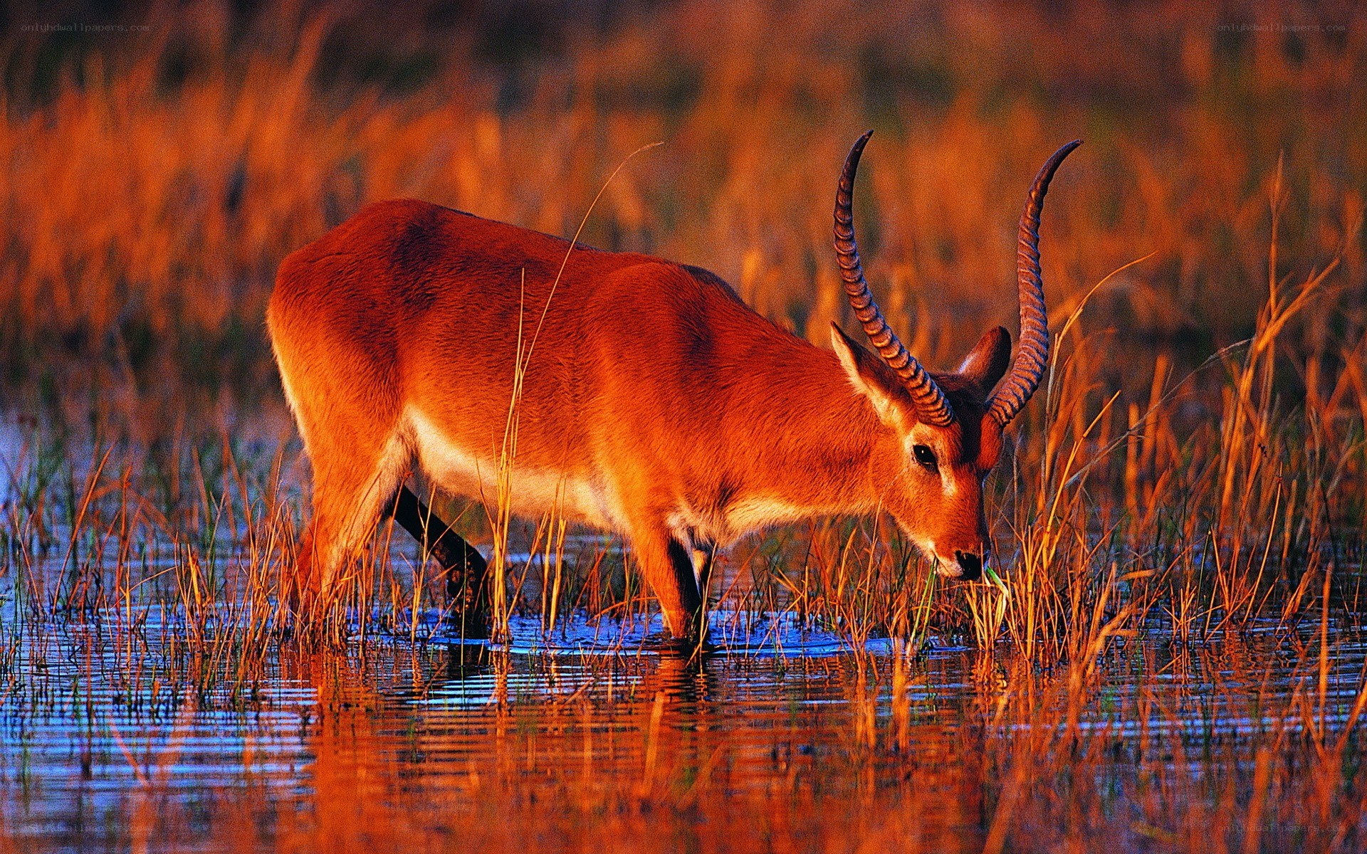 antelope in wetlands at sunset