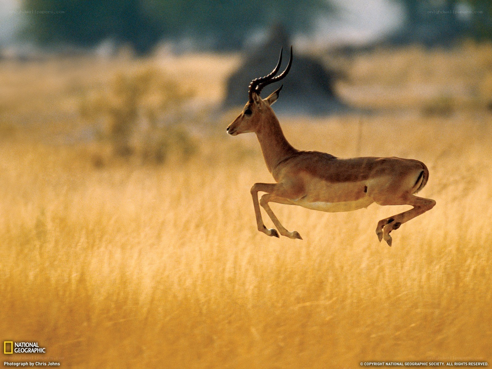 antelope leaping in golden grass