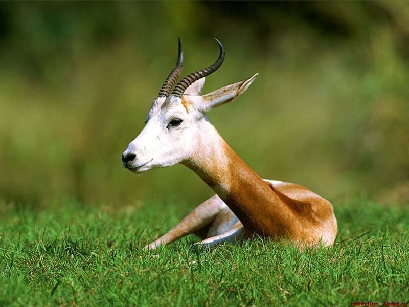 Antelope Lying in Grass