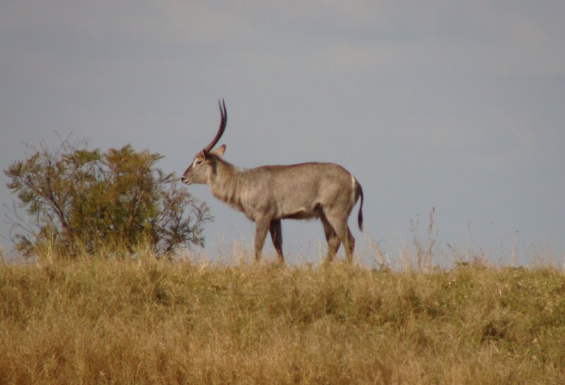 Antelope on a Hill
