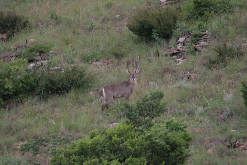 Antelope on a Hillside