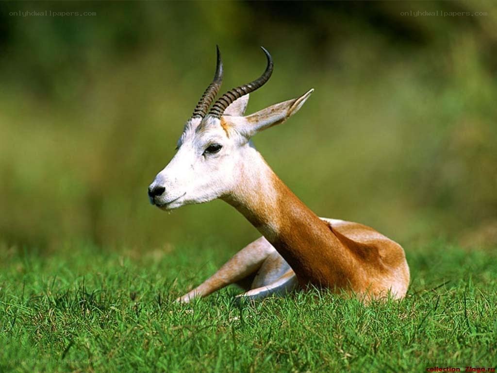 antelope resting in grass