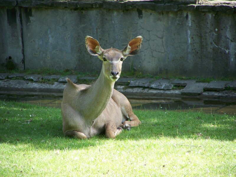 antelope resting on grass