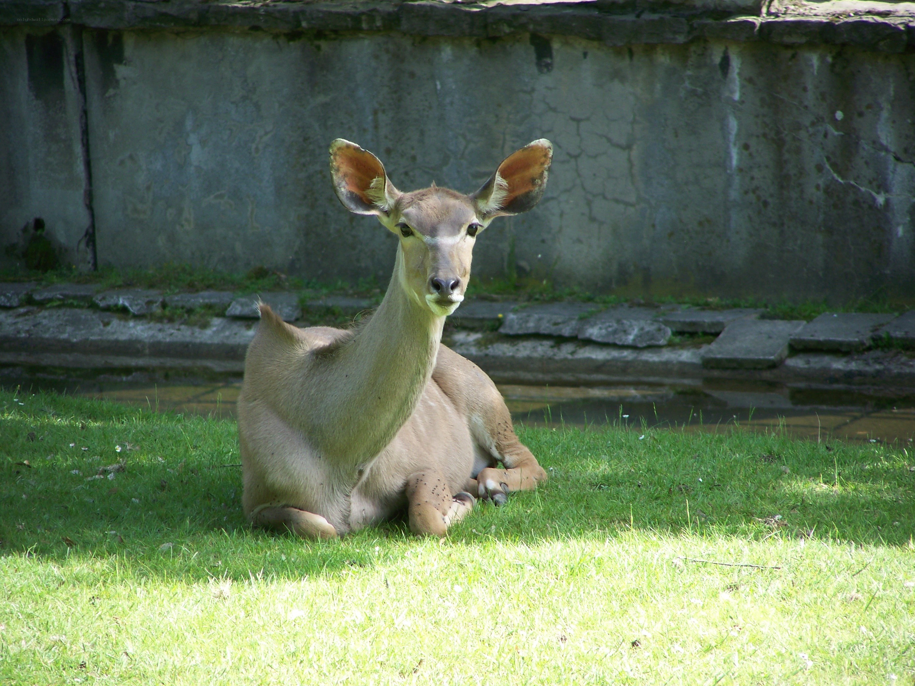 antelope resting on grass