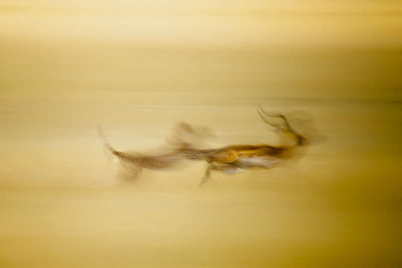 Antelope Running