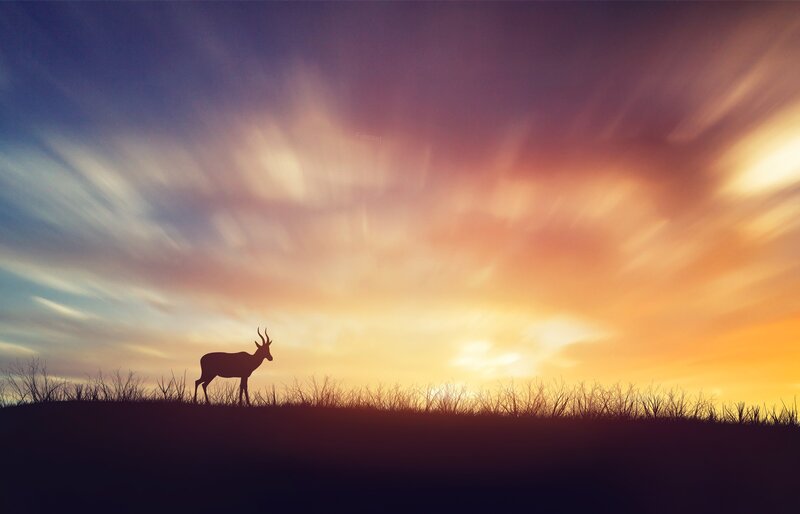 Antelope Silhouette