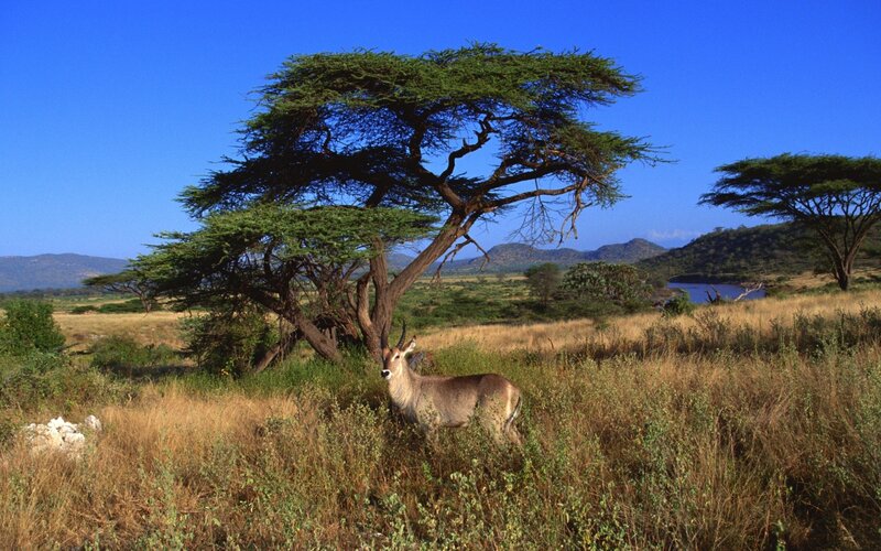 antelope under acacia tree