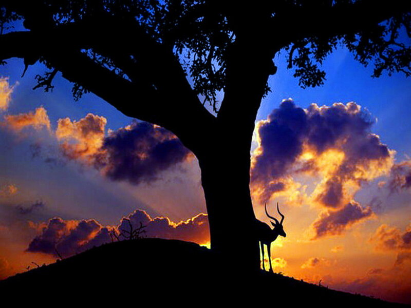 Antelope under Tree