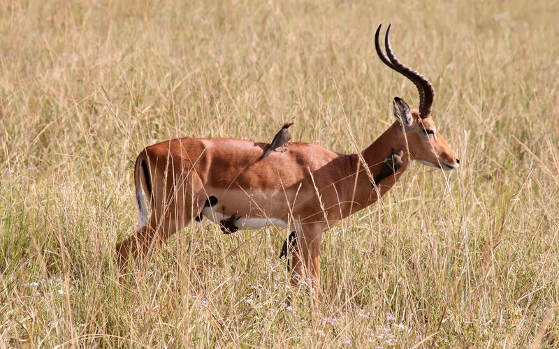 antelope with birds in grassland