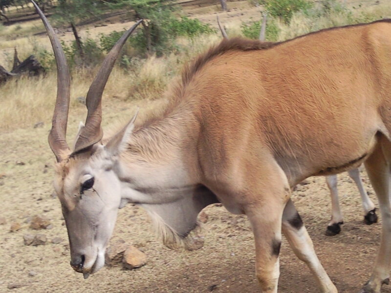Antelope with Long Horns — Brown