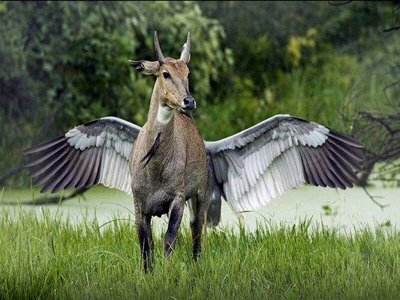 Antelope with Wings