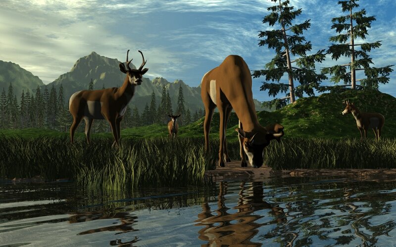 Antelopes at a Pond