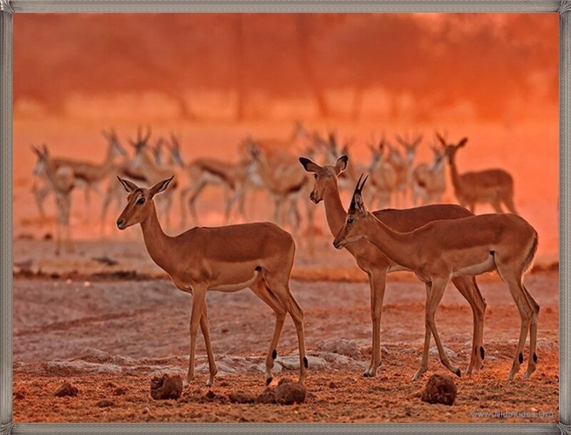 Antelopes at sunset
