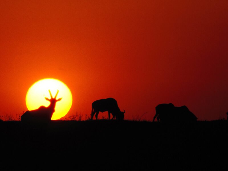 Antelopes at Sunset — Red