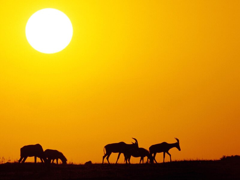 Antelopes at Sunset — Yellow