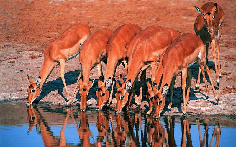 antelopes drinking at a waterhole