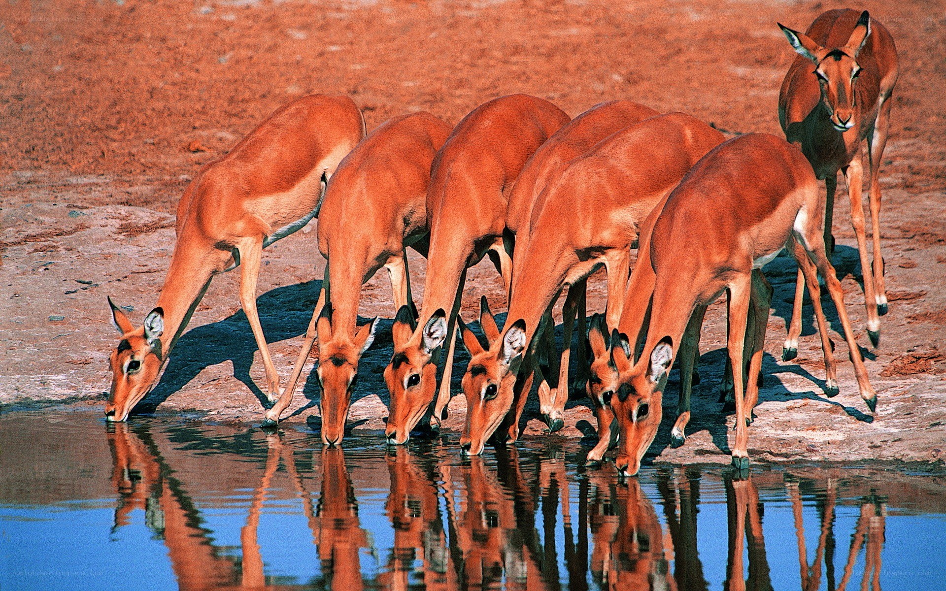antelopes drinking at a waterhole