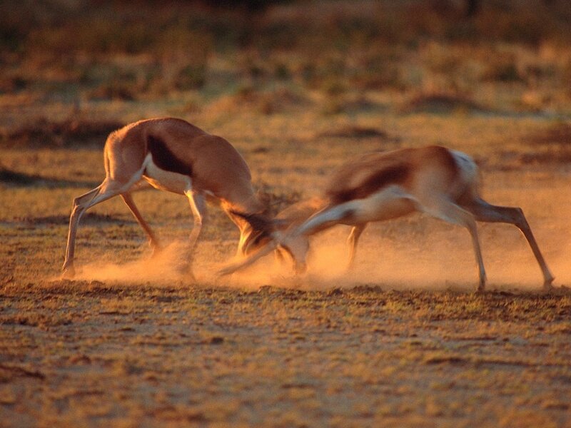 antelopes fighting in dust