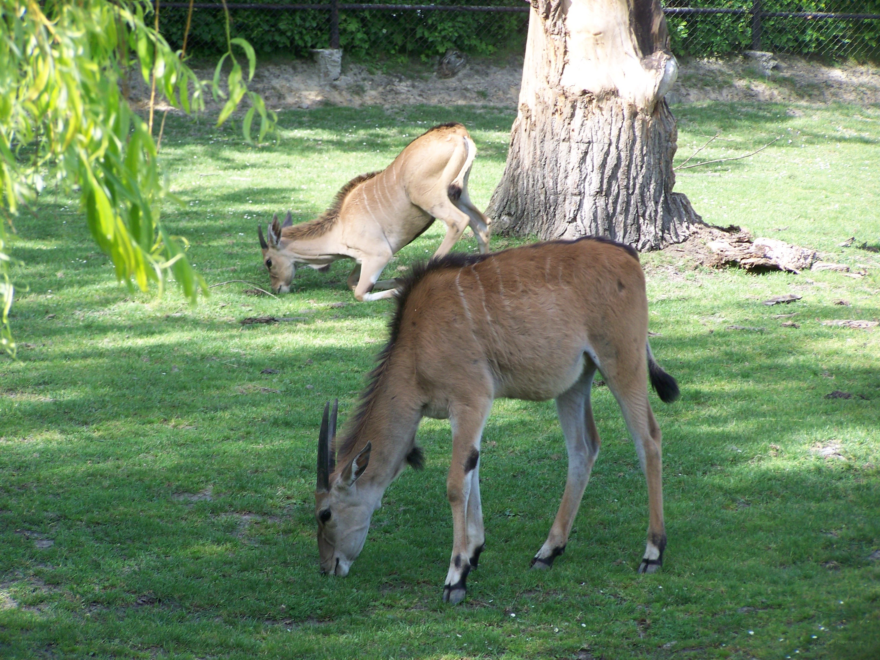 Antelopes grazing in a park