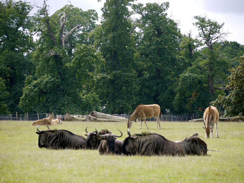 Antelopes in a Field