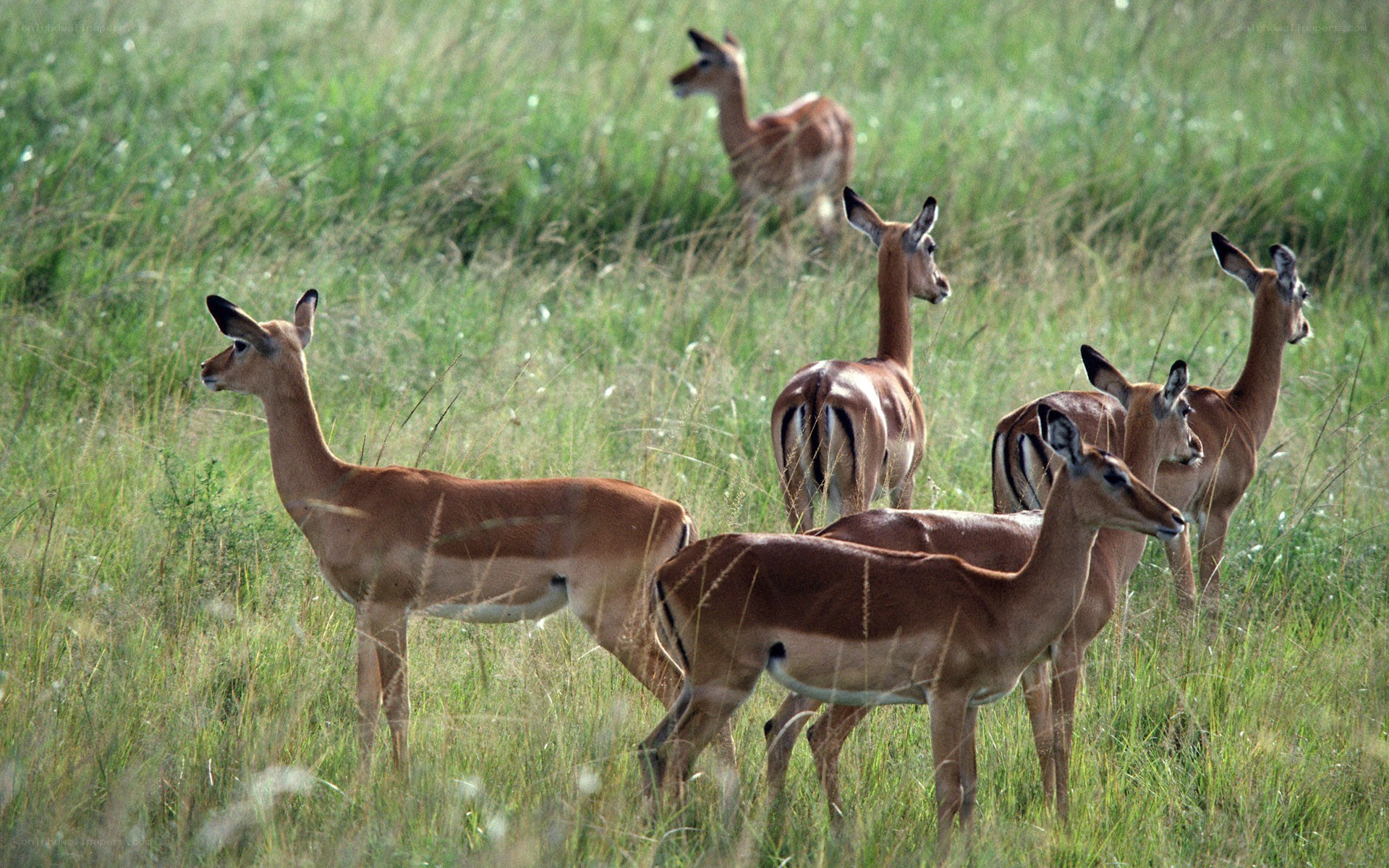 antelopes in a grassy field
