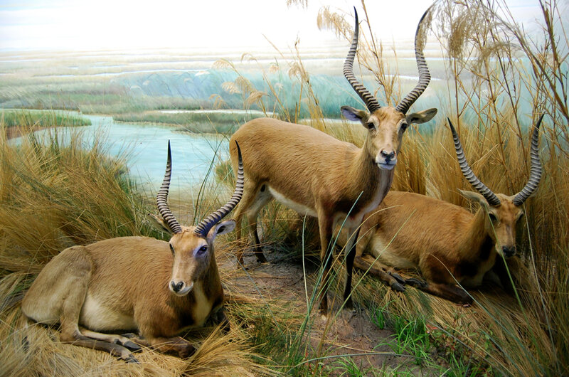 antelopes in a marsh display