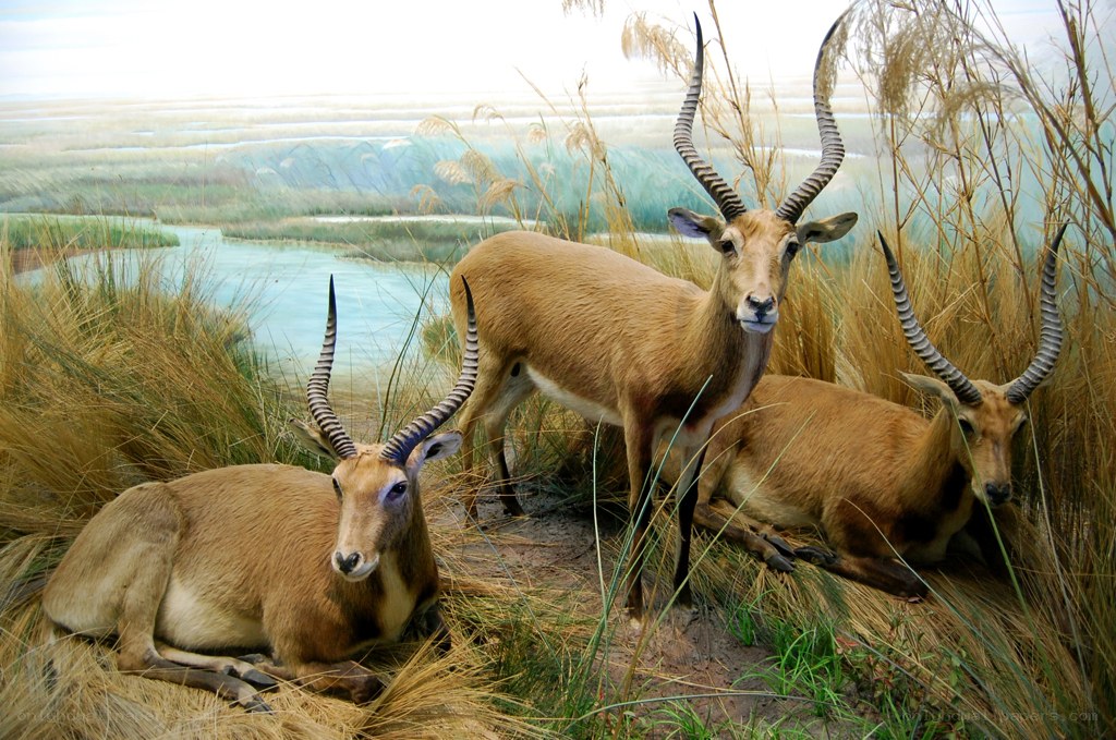 antelopes in a marsh display