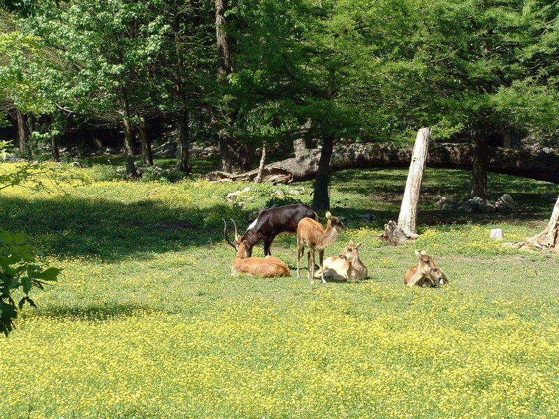 Antelopes in a meadow