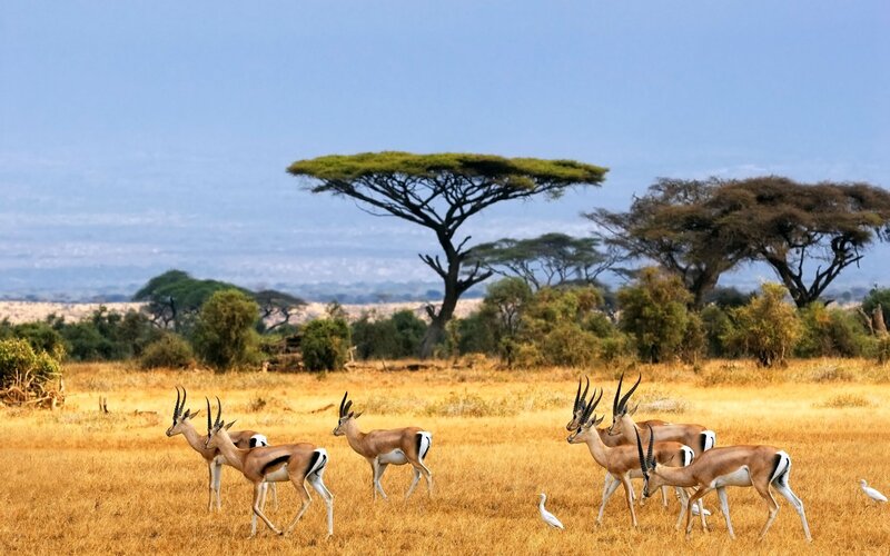 Antelopes in African savanna