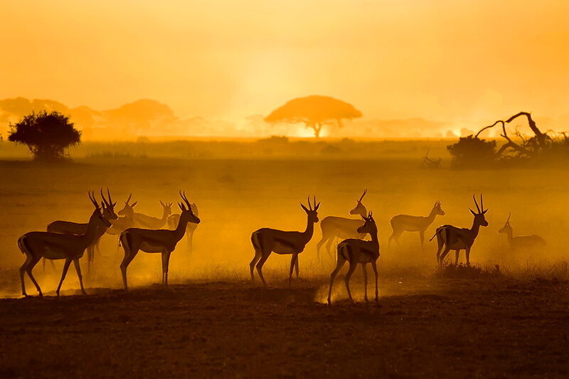 Antelopes in Dust
