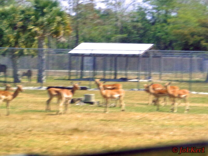Antelopes in Enclosure — Brown
