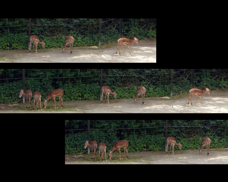 Antelopes in Enclosure