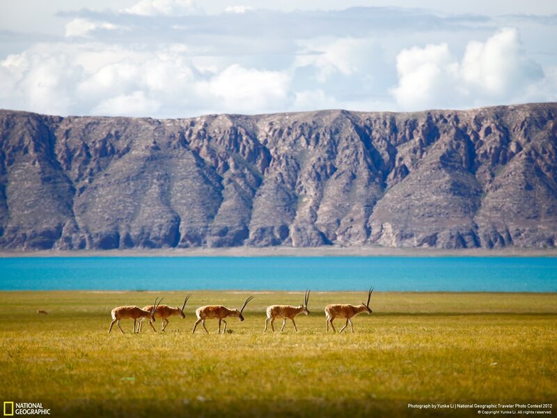 Antelopes in Field