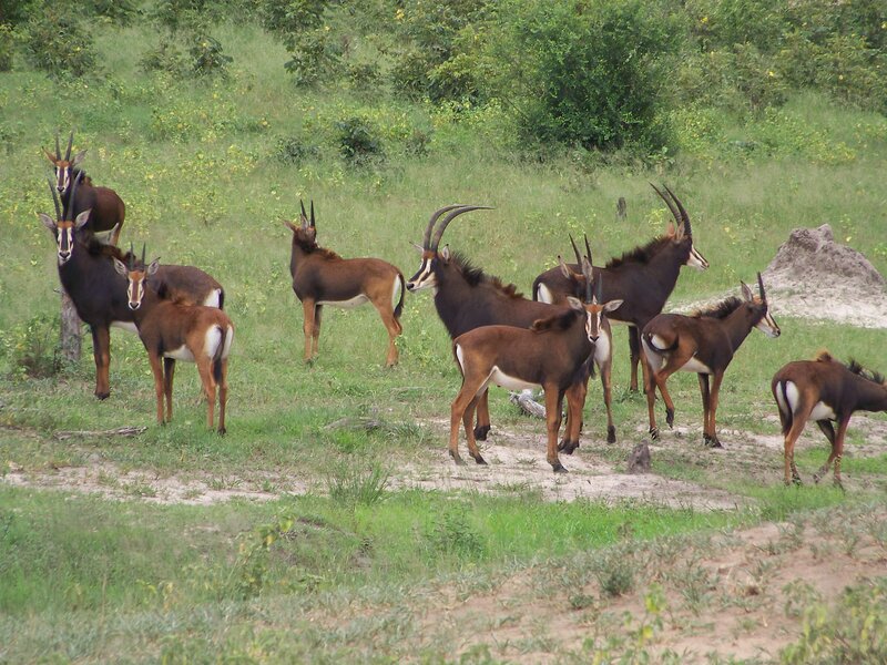 Antelopes in Grassland — Green