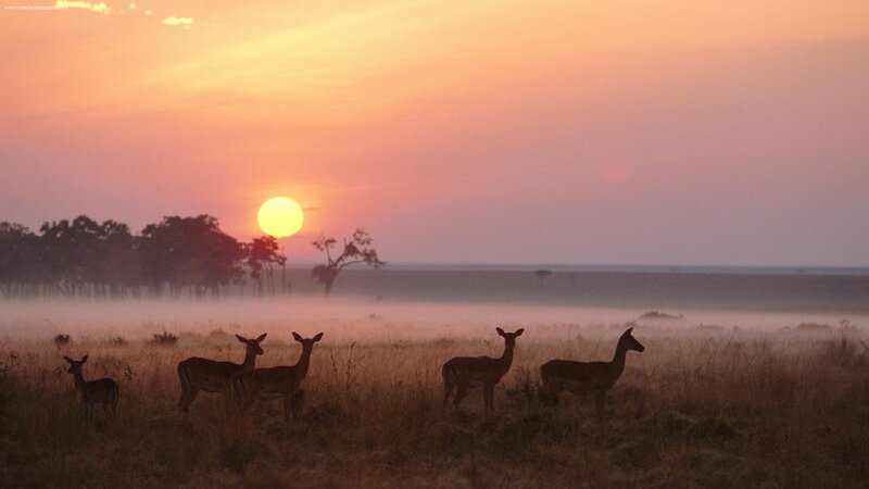 Antelopes in Grassland