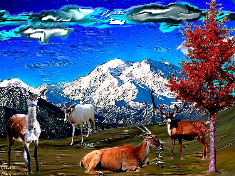 Antelopes in Mountain Landscape