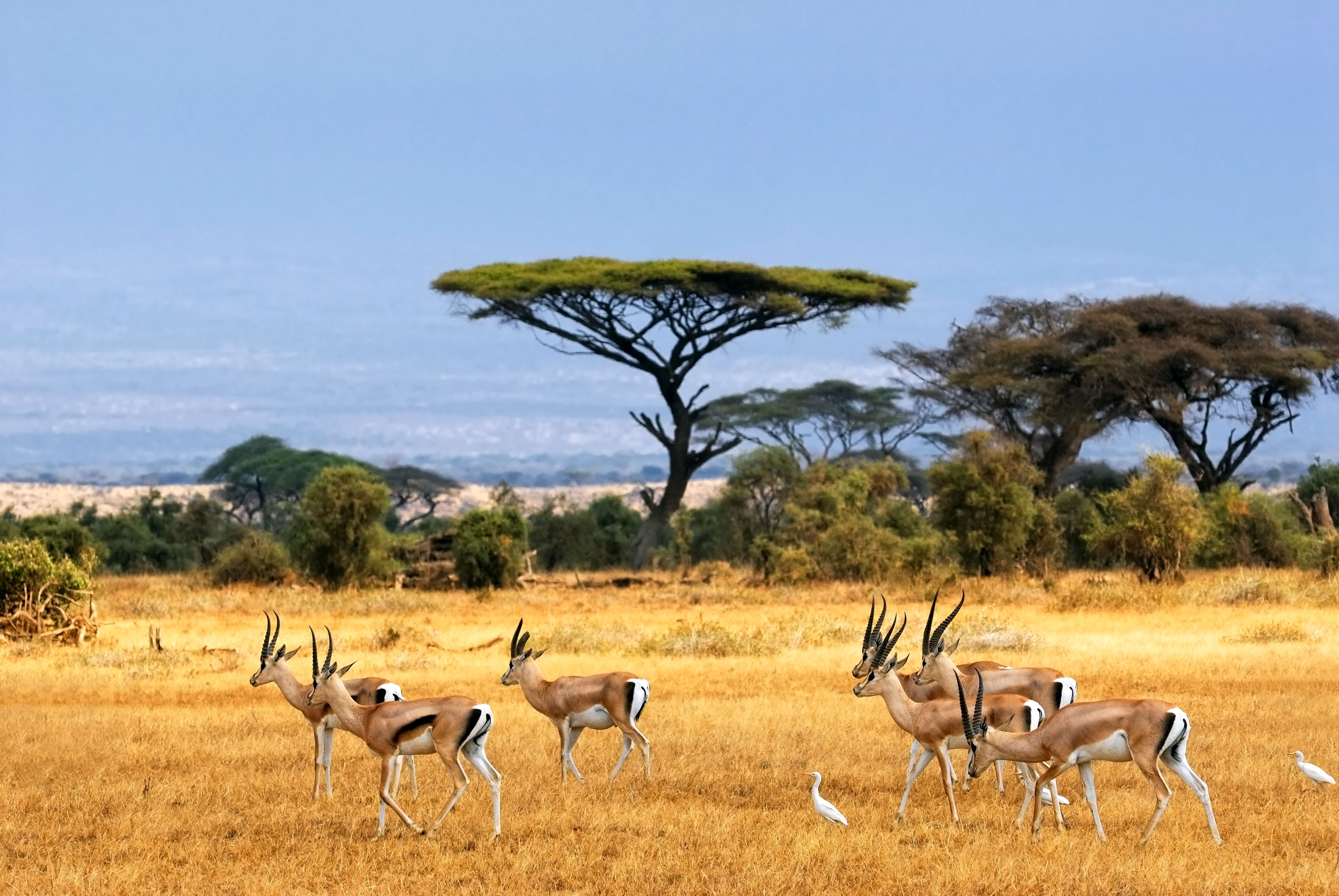 antelopes in savanna landscape
