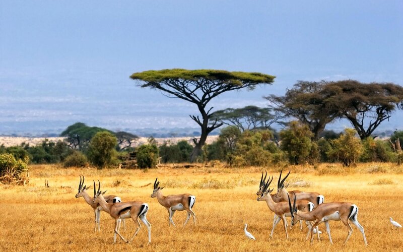 Antelopes in Savanna — Yellow, Serene, Afternoon, Photograph