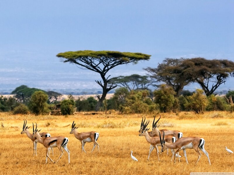 Antelopes in Savanna — Yellow, Serene, Afternoon